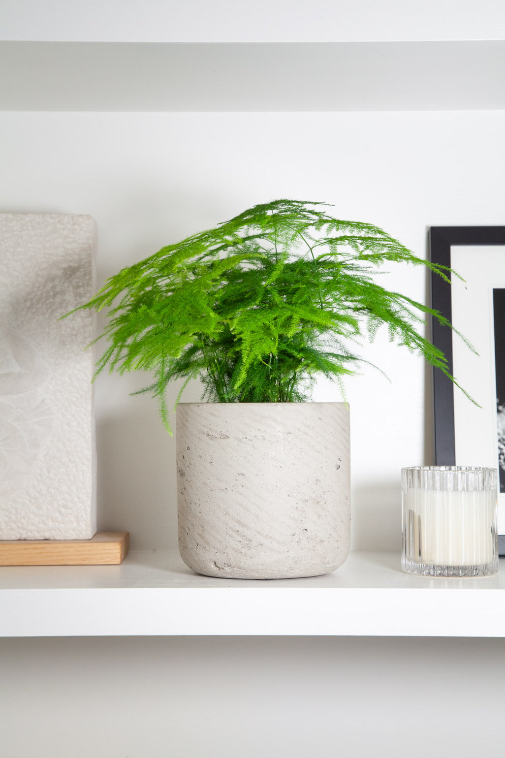 files/IndoorPlants-LeighShots16.11.2023-093.jpg